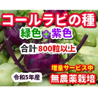 コールラビ種・合計800粒【各色400粒】✦無農薬栽培の種・色別の袋入り