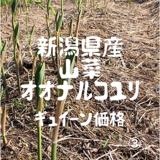 新潟県産　山菜オオナルコユリ　350g   ギュイーン価格3    5/12発送(野菜)