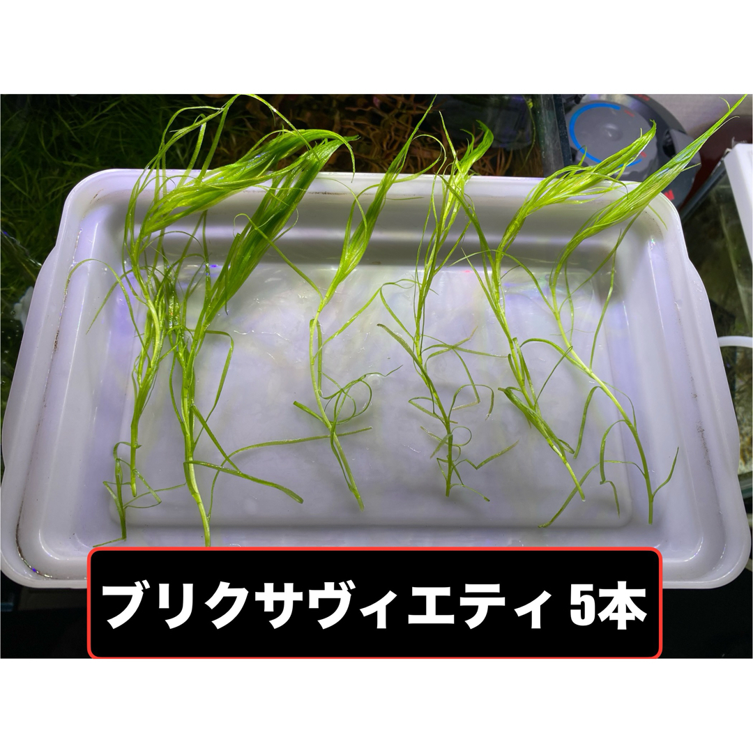 採れたて新鮮水草 ブリクサヴィエティ 5本+α その他のペット用品(アクアリウム)の商品写真