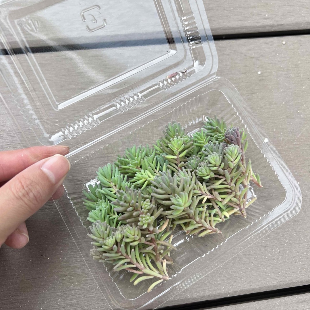 ルベンスリザードカット苗1パック分多肉植物 ハンドメイドのフラワー/ガーデン(その他)の商品写真