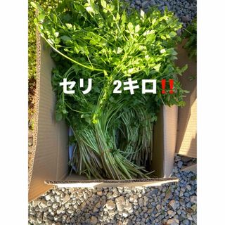 セリ　2キロ‼️(野菜)