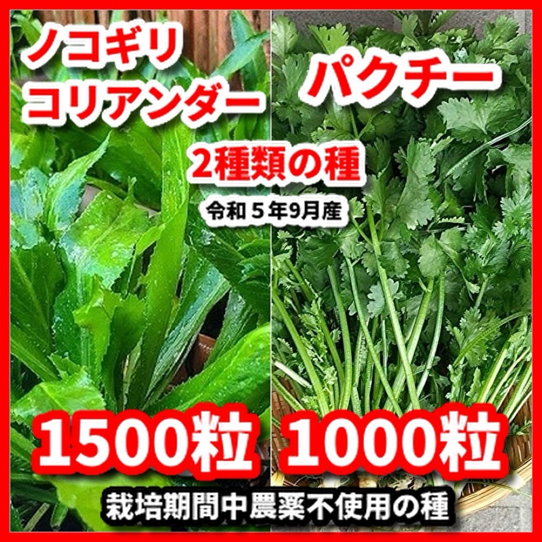 ノコギリコリアンダー＆パクチー（大粒タイプ）の種◾️増量サービス中 食品/飲料/酒の食品(野菜)の商品写真