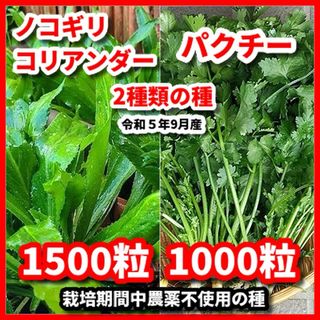 ノコギリコリアンダー＆パクチー（大粒タイプ）の種◾️増量サービス中(野菜)