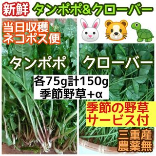 新鮮 タンポポ&クローバー 計150g+季節野草サービスα ウサギ リクガメ 他(小動物)