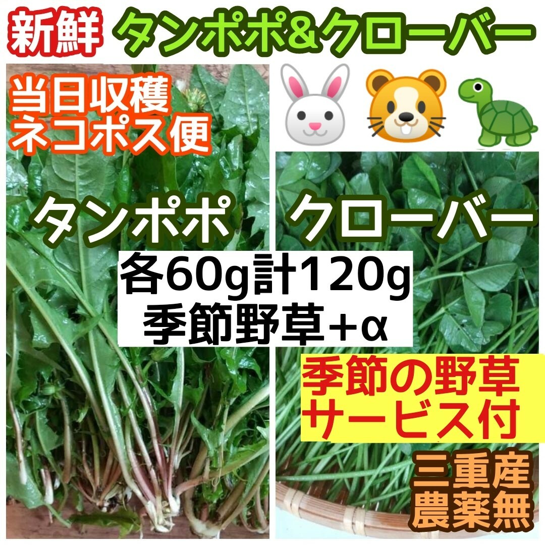 新鮮 タンポポ&クローバー 計120g+季節野草サービスα ウサギ リクガメ 他 その他のペット用品(小動物)の商品写真