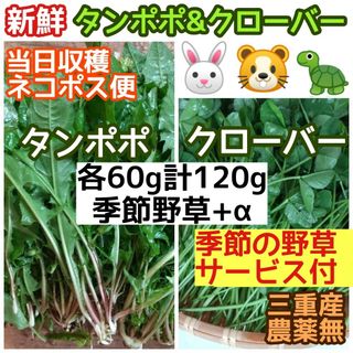 新鮮 タンポポ&クローバー 計120g+季節野草サービスα ウサギ リクガメ 他(小動物)