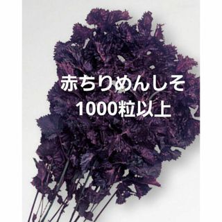 ＜野菜の種＞1000粒以上　赤シソ　赤ちりめんしそ　2.5ｍｌ　紫蘇　縮緬(プランター)