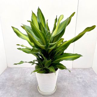 ドラセナ　フレグランスバーリー【現品】観葉植物　大型(その他)