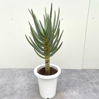 アロエ　デコトマ　1【現品】観葉植物　多肉植物(その他)