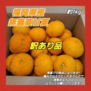 【訳あり品】福岡県産 無農薬 甘夏 約7kg 自然栽培 ジャム 冷凍 柑橘類(フルーツ)