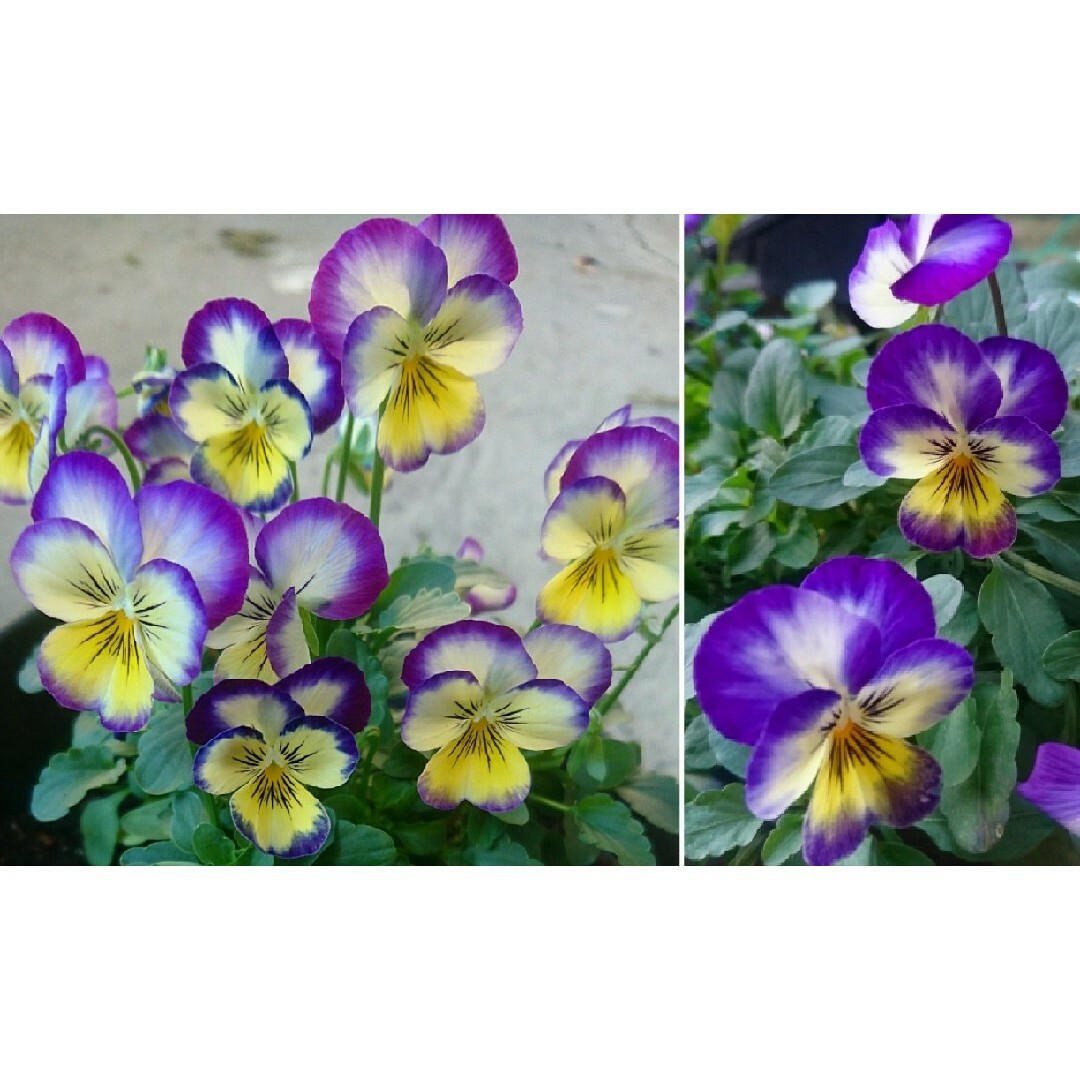 プリムローズピコティ　ビオラ　種 ハンドメイドのフラワー/ガーデン(プランター)の商品写真