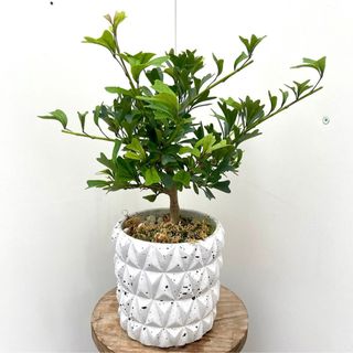 シェフレラ　トライアンギュラリス　8【現品】観葉植物 陶器鉢(その他)