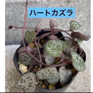 多肉植物 ハートカズラ　　根付き　抜き苗 (その他)