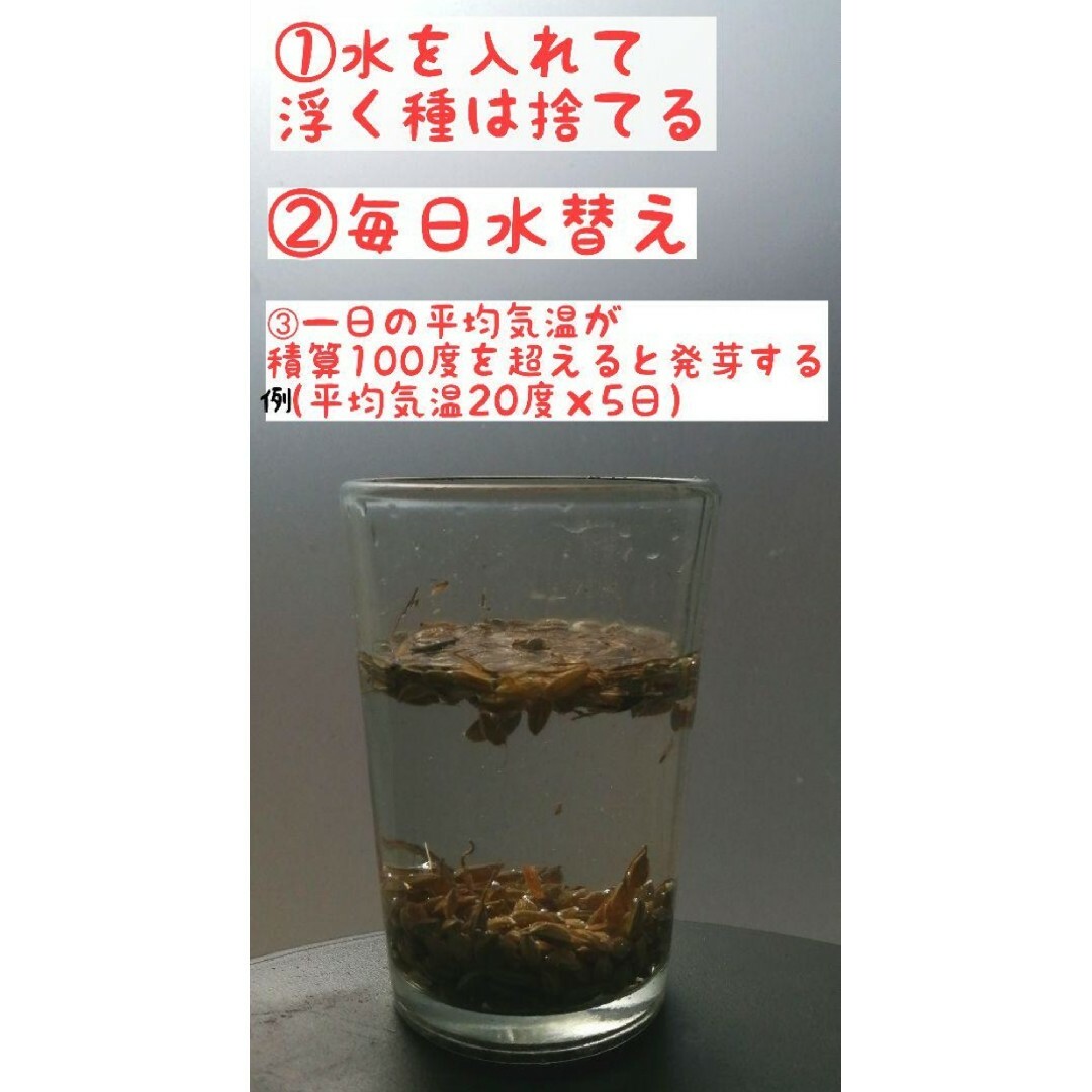 【お家で田んぼ体験】お米の種　種籾15g 自然農コシヒカリ　バケツ稲に◎稲作は 食品/飲料/酒の食品(米/穀物)の商品写真