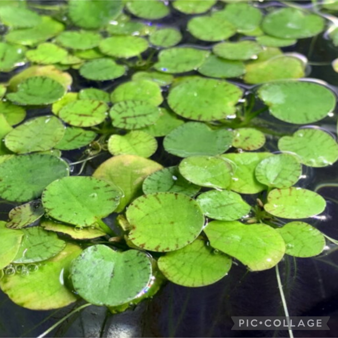 ビオトープ　水草セット　寄せ植え　水槽水草　産卵床　浮き草　暑さ対策に その他のペット用品(アクアリウム)の商品写真