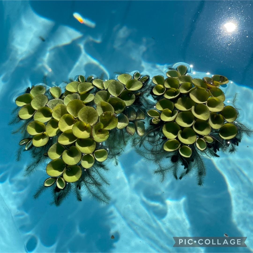 ビオトープ　水草セット　寄せ植え　水槽水草　産卵床　浮き草　暑さ対策に その他のペット用品(アクアリウム)の商品写真