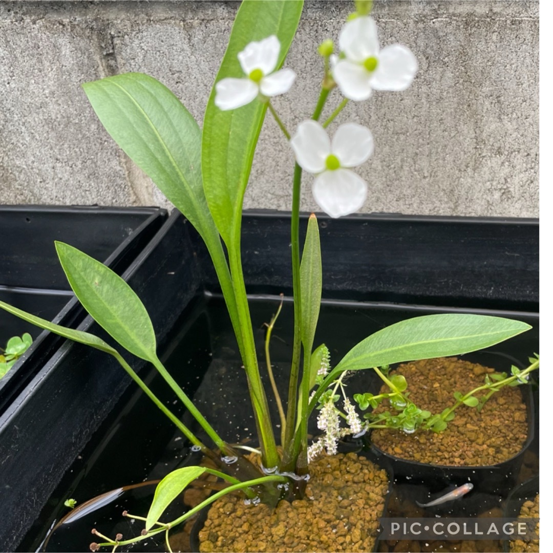 ビオトープ　水草セット　寄せ植え　水槽水草　産卵床　浮き草　暑さ対策に その他のペット用品(アクアリウム)の商品写真