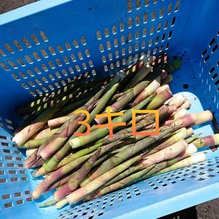 北海道 根曲がり竹(野菜)