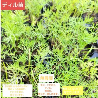 ディル苗、10本、美味しいお水で、育てています。専用箱にて発送(野菜)