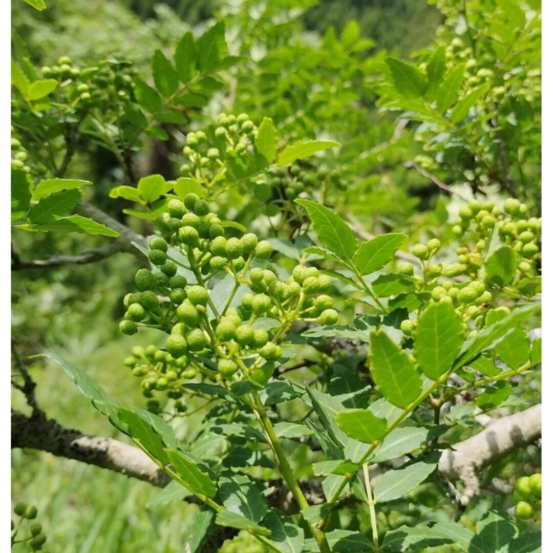 山椒の実 200g　大分県産 朝倉山椒 農薬不使用 青山椒 実山椒 食品/飲料/酒の食品(野菜)の商品写真