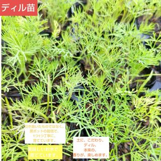 ディル苗、10本、美味しいお水で、育てています。郵便局専用箱にて、発送、(野菜)