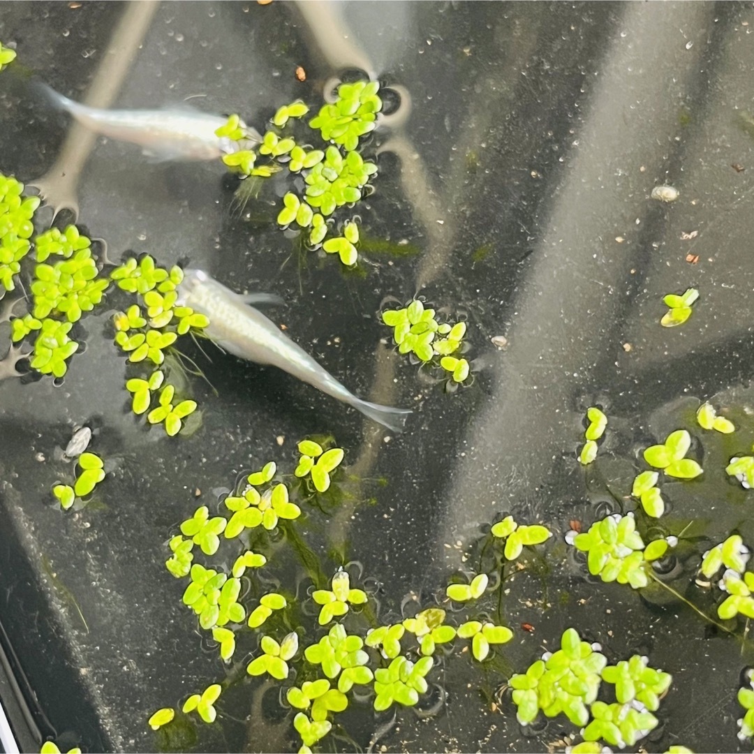 ☻浮草 水草☻ アオウキクサ 直径約15cmタモでひとすくい その他のペット用品(アクアリウム)の商品写真