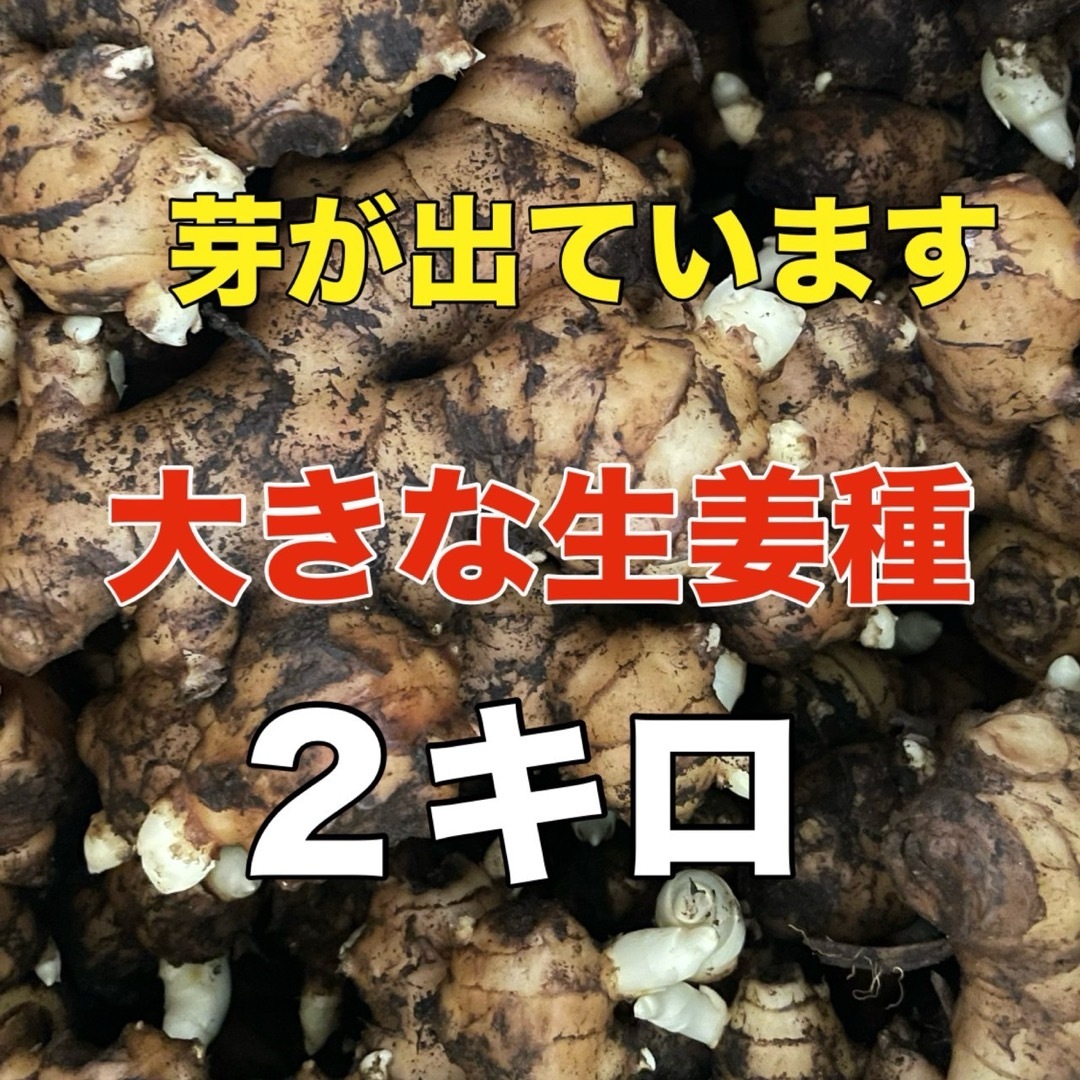 生姜種‼️芽が出てるから植えやすい‼️２ｋ入‼️ 食品/飲料/酒の食品(野菜)の商品写真