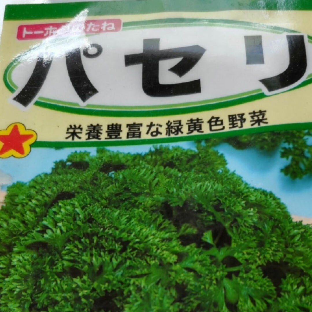 パセリ苗、3本、無農薬、土にこだわり、香りが良い、郵便局専用箱にて、発送、 食品/飲料/酒の食品(野菜)の商品写真