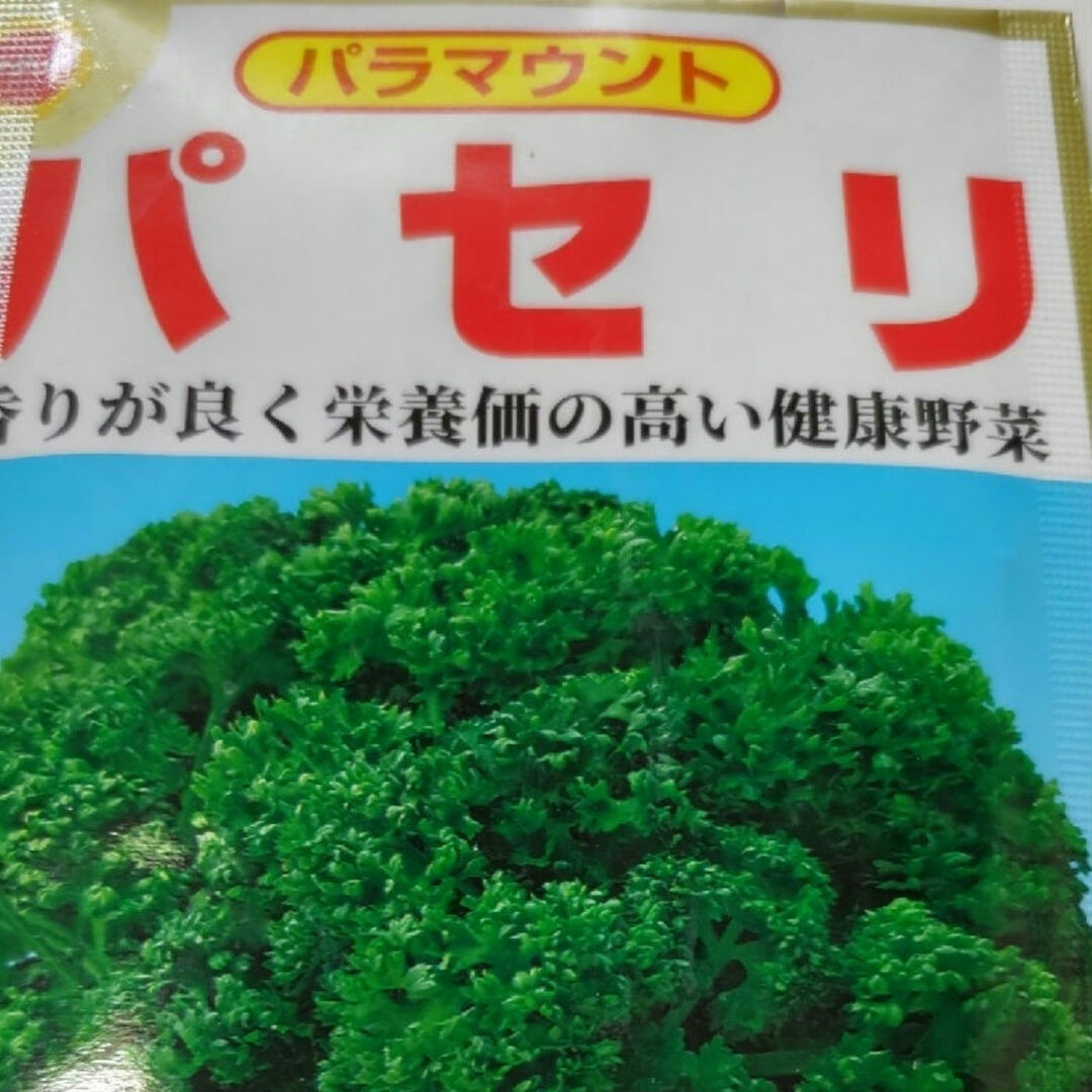 パセリ苗、3本、無農薬、土にこだわり、香りが良い、郵便局専用箱にて、発送、 食品/飲料/酒の食品(野菜)の商品写真