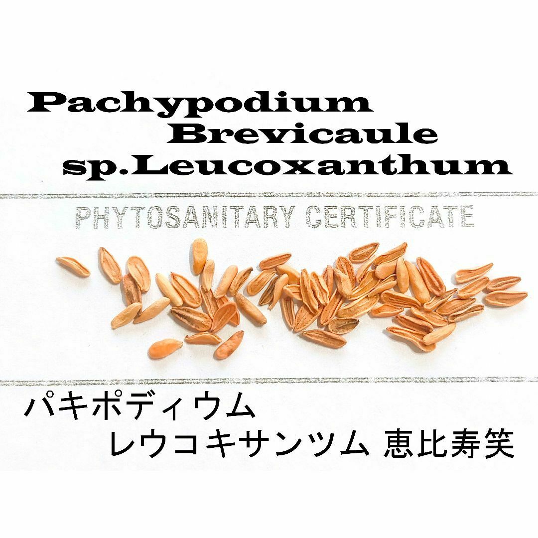 4月入荷 20粒+ パキポディウム ブレビカウレ 恵比寿笑 種子 種 証明書 ハンドメイドのフラワー/ガーデン(その他)の商品写真