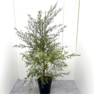 メラレウカ　カッパーグロー　16【現品】観葉植物　庭木　大型(その他)