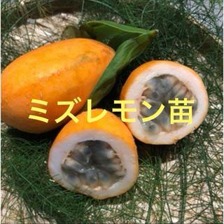 希少　ミズレモン苗　2本抜き苗(その他)