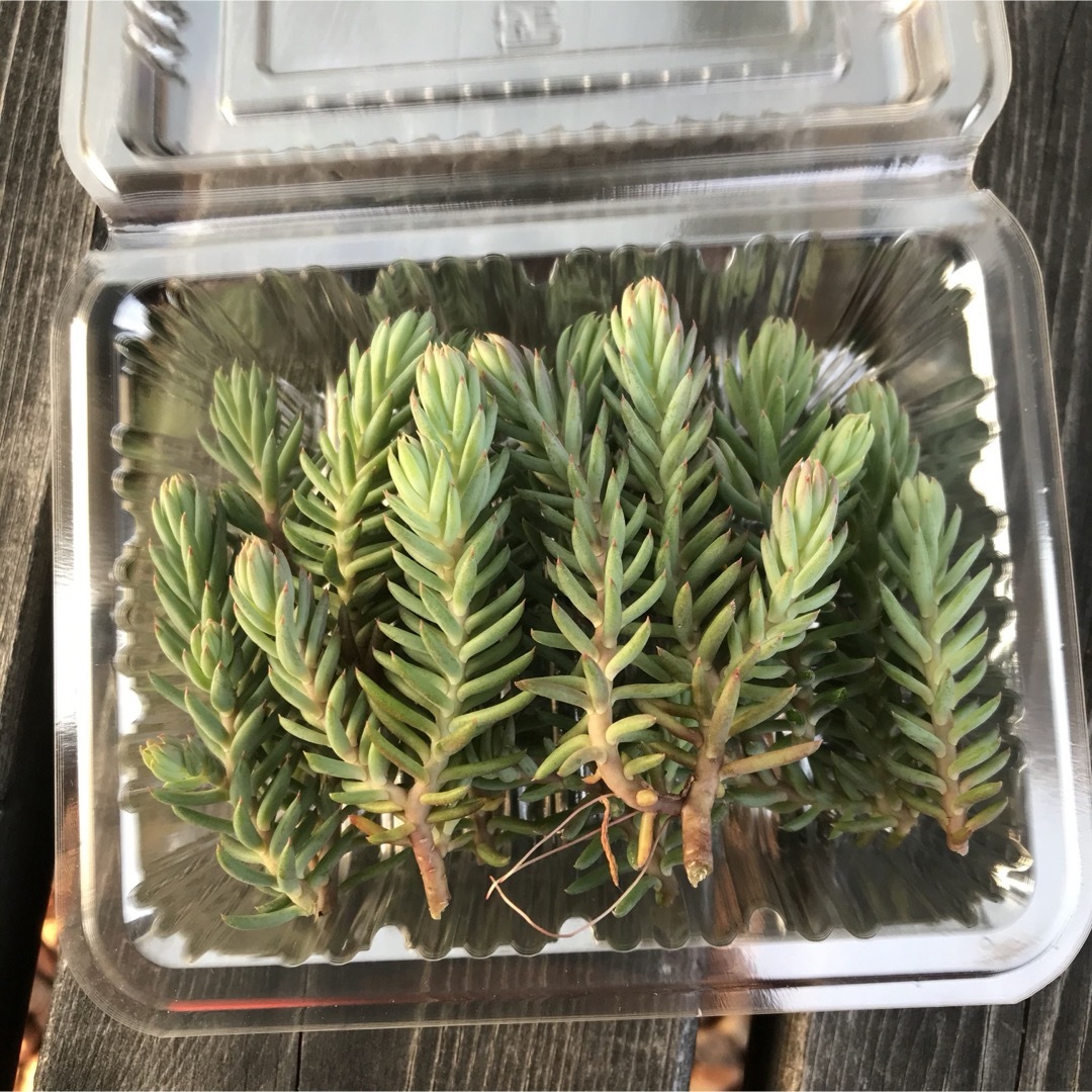 セダム レフレクサムカット苗1パック分多肉植物 ハンドメイドのフラワー/ガーデン(その他)の商品写真