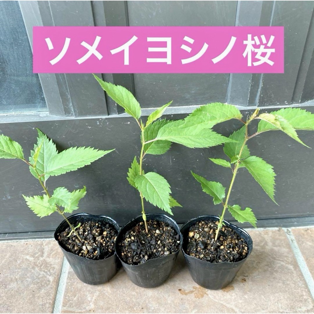 ソメイヨシノ桜　抜き苗1株　(虫食いや葉焼けあり) ハンドメイドのフラワー/ガーデン(プランター)の商品写真