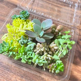 多肉植物　セダム　まとめ売り　セダムセット　寄せ植え　グランドカバー(その他)