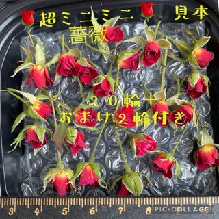 超ミニミニ20輪セット+おまけ2輪付き★ミニバラ ドライフラワー★花材　素材★(その他)