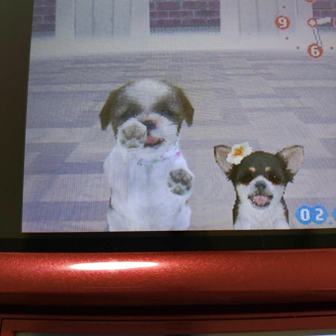 ニンテンドーDS(ニンテンドーDS)のnintendogs チワワ＆フレンズ エンタメ/ホビーのゲームソフト/ゲーム機本体(携帯用ゲームソフト)の商品写真