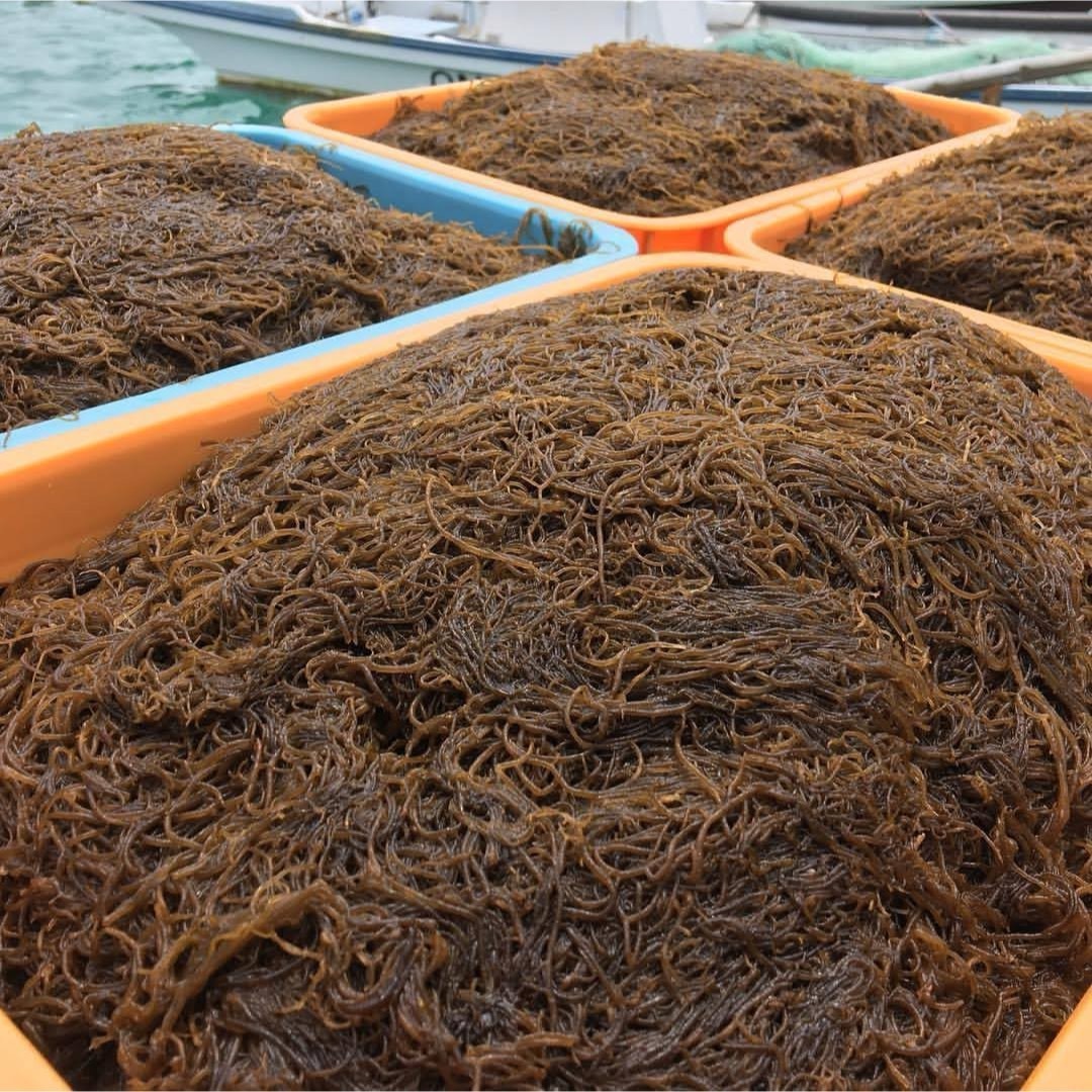 採れたて　漁師直送　沖縄完熟もずく3キロ　塩蔵　送料無料　特産品　鮮度が自慢 食品/飲料/酒の食品(野菜)の商品写真