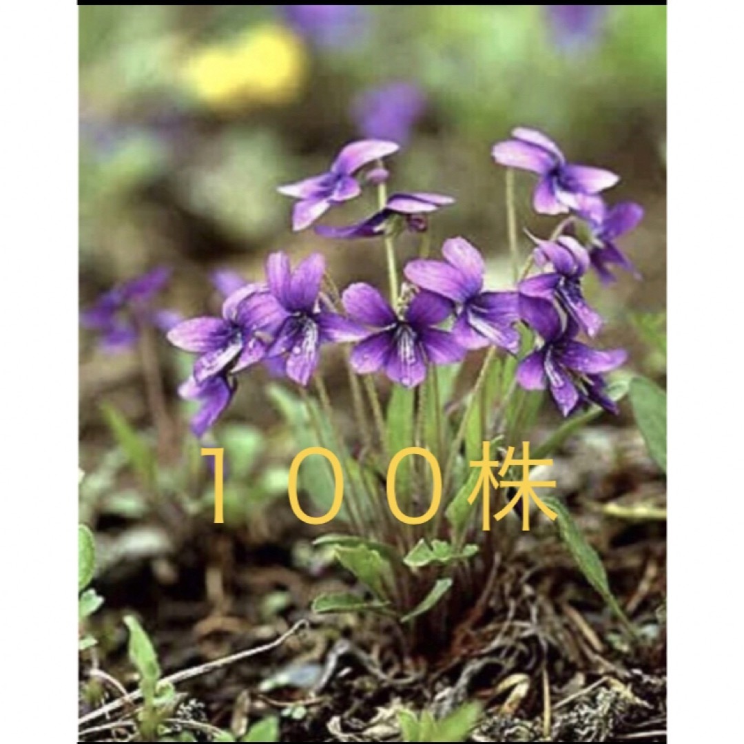 濃いスミレ１００株　広島産　無農薬　宿根草　山野草 ハンドメイドのフラワー/ガーデン(その他)の商品写真