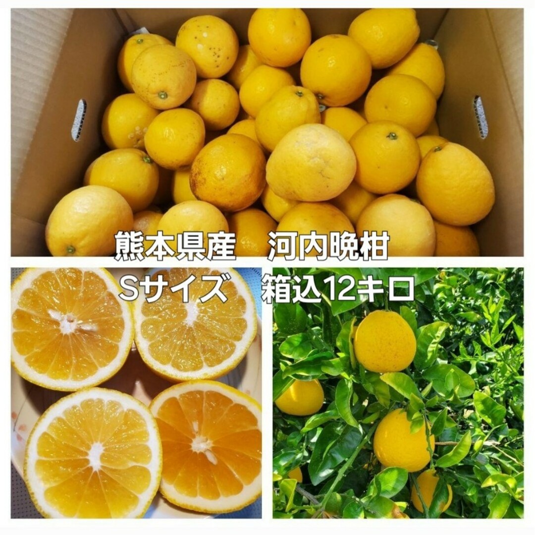 熊本県産　河内晩柑　S　箱込12キロ 食品/飲料/酒の食品(フルーツ)の商品写真