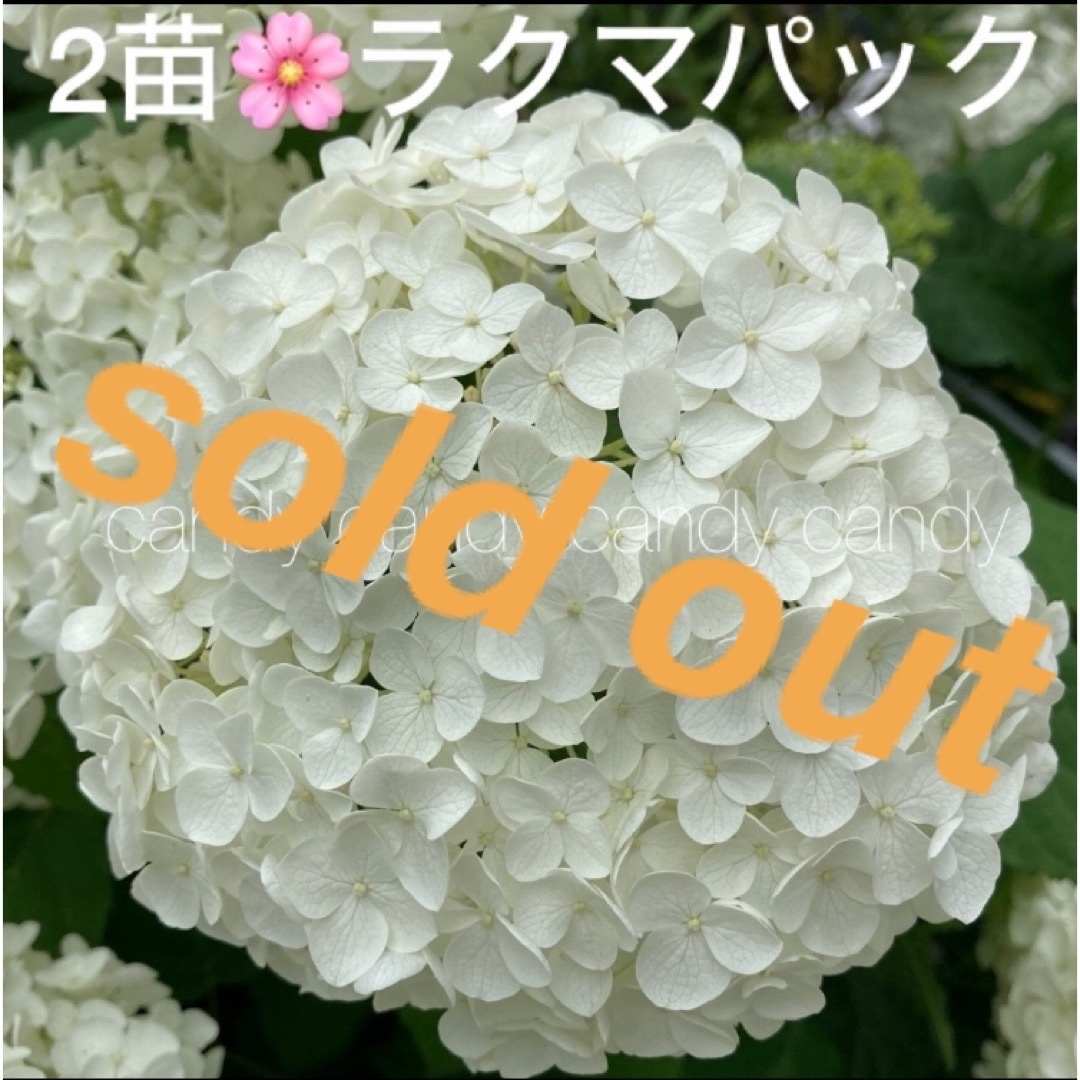 🌸sold  out🌸《アジサイ苗　2苗セット　紫陽花　アナベル》ラクマパック ハンドメイドのフラワー/ガーデン(その他)の商品写真