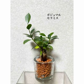 ガジュマル　セラミス　ハイドロカルチャー　観葉植物(ドライフラワー)