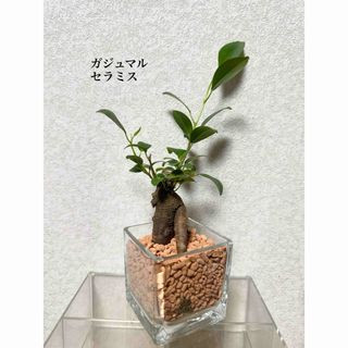 ガジュマル　セラミス　ハイドロカルチャー　観葉植物(ドライフラワー)