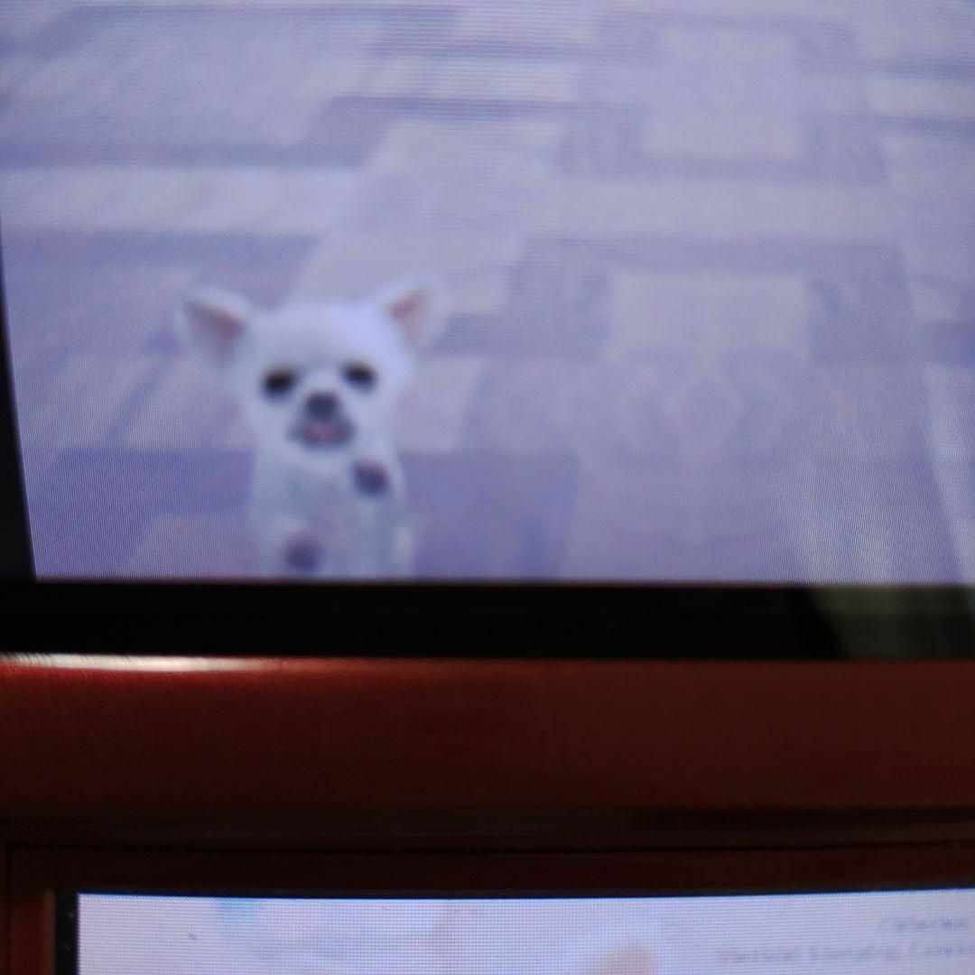 ニンテンドーDS(ニンテンドーDS)のnintendogs チワワ＆フレンズ エンタメ/ホビーのゲームソフト/ゲーム機本体(携帯用ゲームソフト)の商品写真