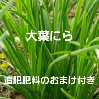 大葉にら　苗15本　追肥肥料のおまけ付き(野菜)