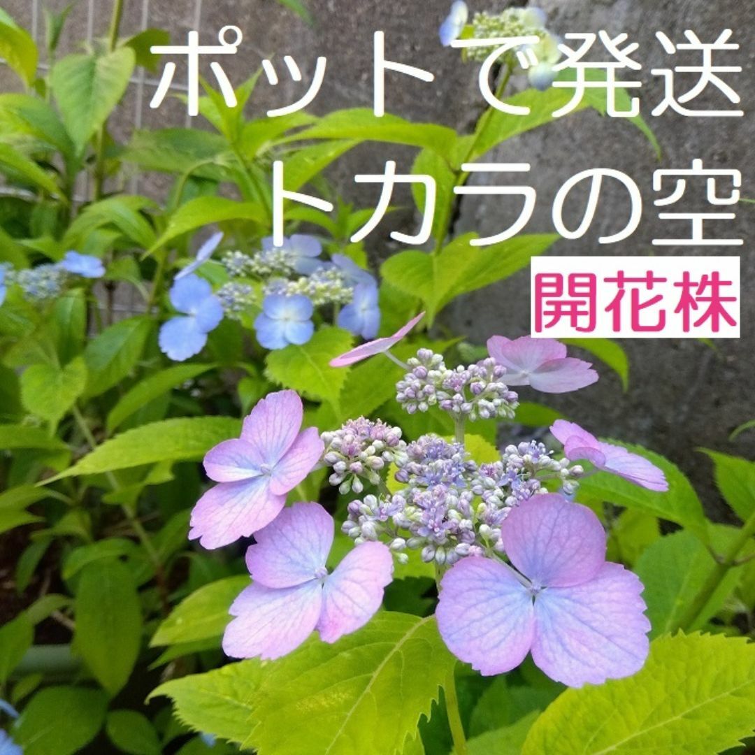 D【開花株・ポットで発送】紫陽花　トカラの空　ヤマアジサイ(2芽株） ハンドメイドのフラワー/ガーデン(その他)の商品写真