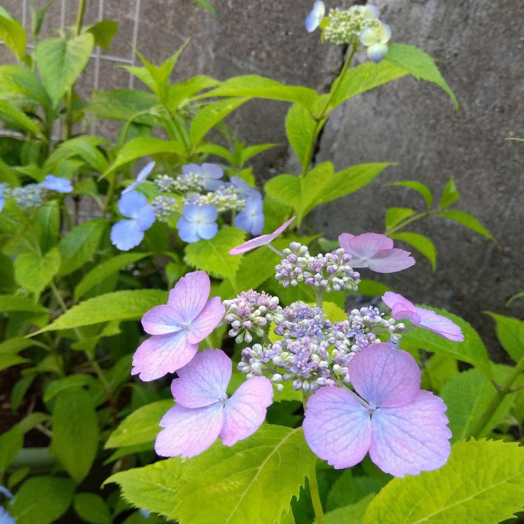 D【開花株・ポットで発送】紫陽花　トカラの空　ヤマアジサイ(2芽株） ハンドメイドのフラワー/ガーデン(その他)の商品写真