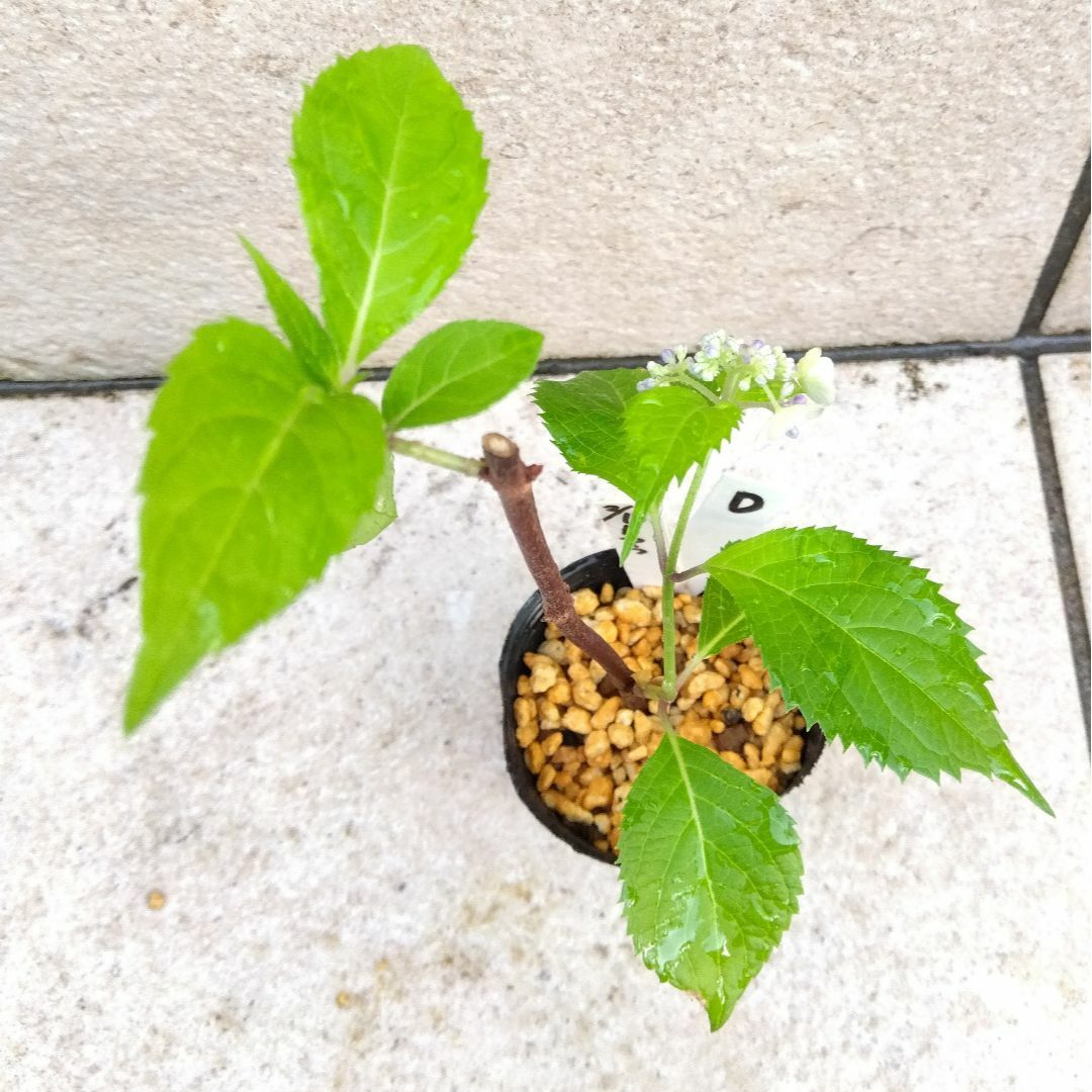 D【開花株・ポットで発送】紫陽花　トカラの空　ヤマアジサイ(2芽株） ハンドメイドのフラワー/ガーデン(その他)の商品写真