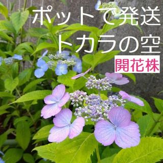 D【開花株・ポットで発送】紫陽花　トカラの空　ヤマアジサイ(2芽株）(その他)