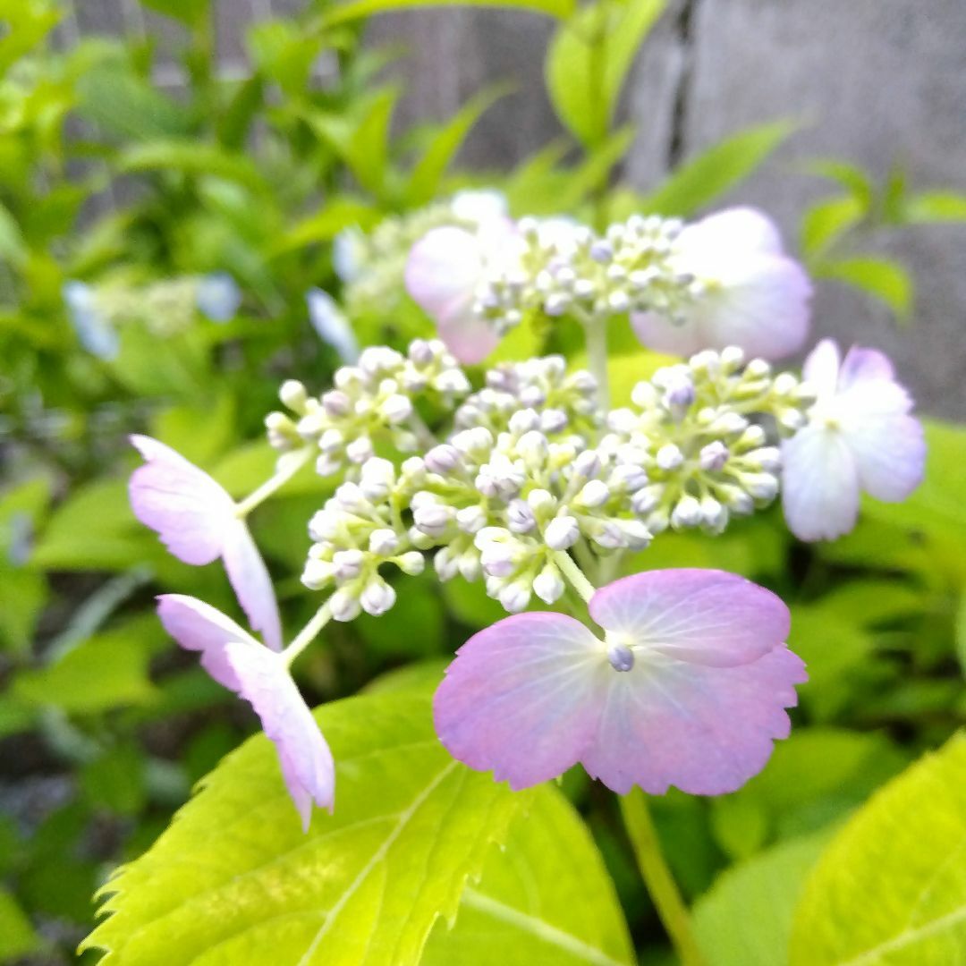 G【開花株・ポットで発送】紫陽花　トカラの空　ヤマアジサイ ハンドメイドのフラワー/ガーデン(その他)の商品写真